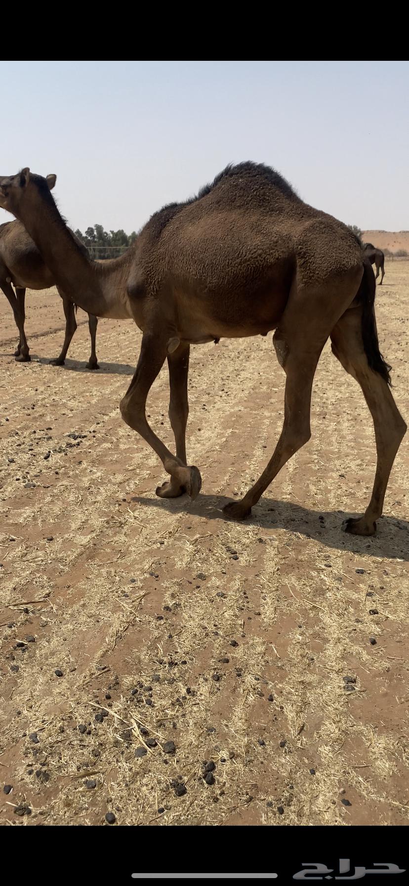 Extended sitting64581497301122112