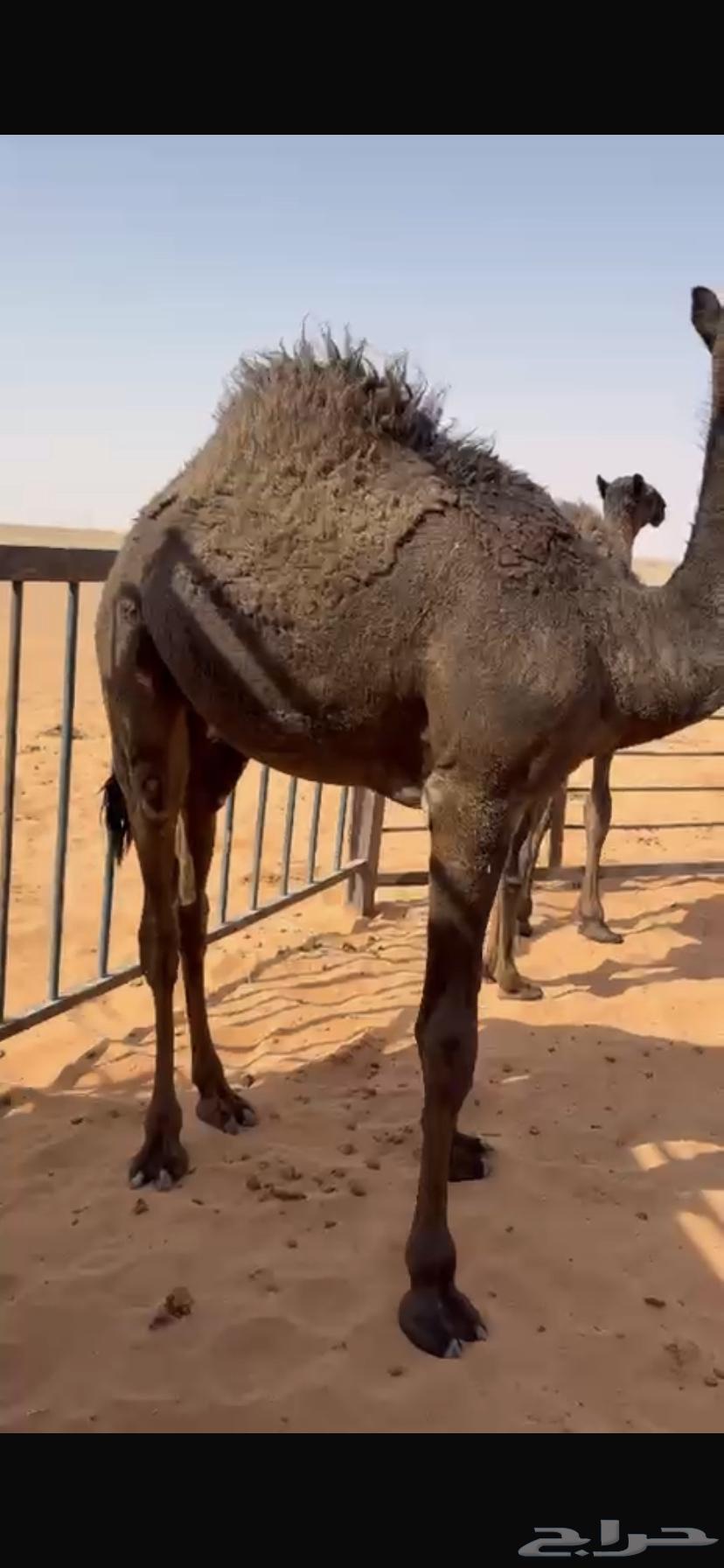 قعود مجهم على حليب امه وبرسيم64581759593858110