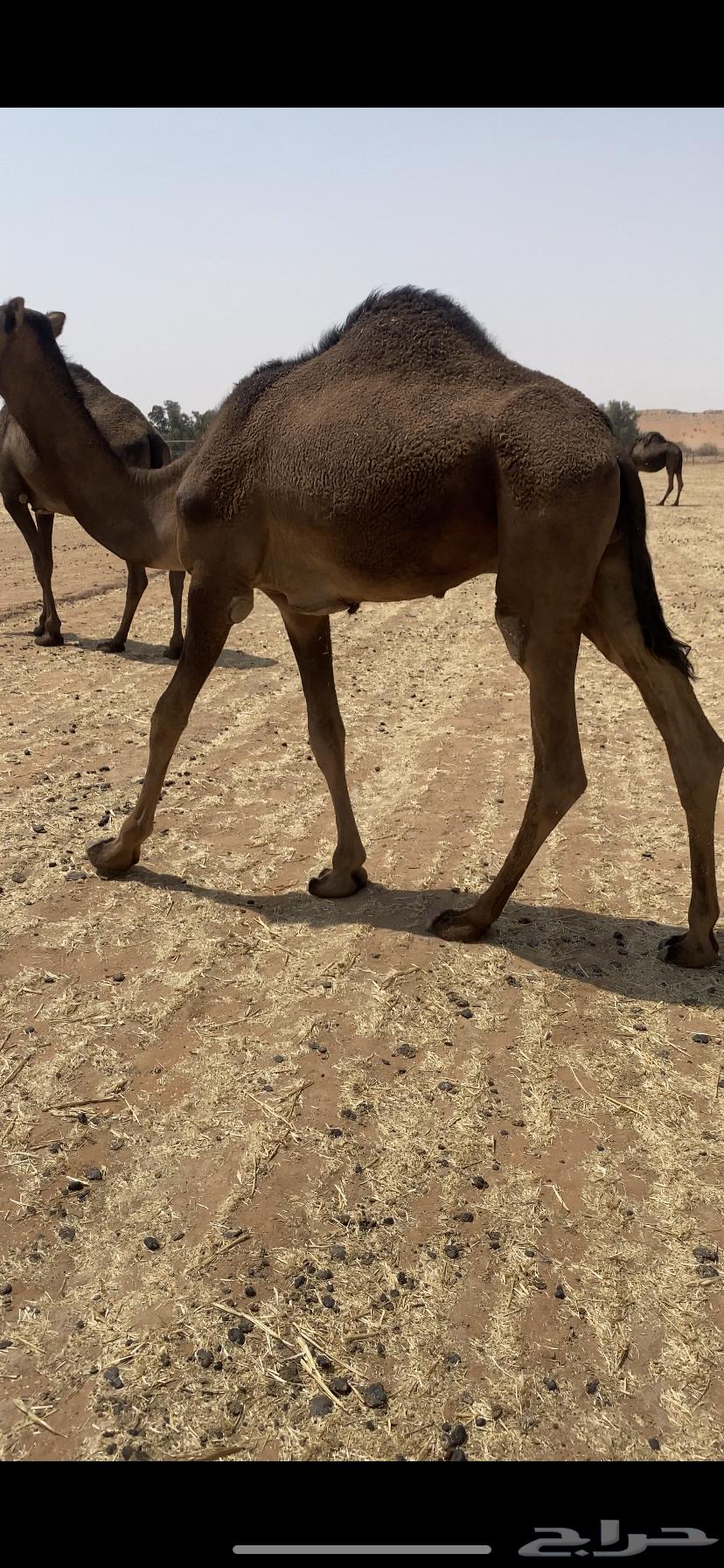 Extended sitting64581497301122110