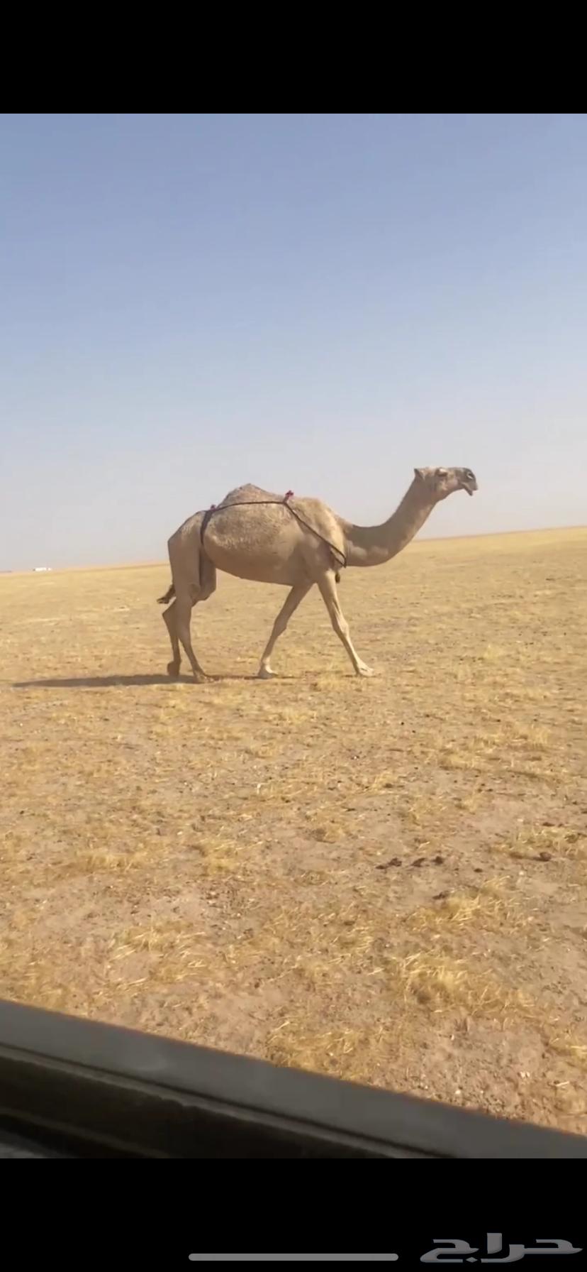 ضروبه64586464345857110