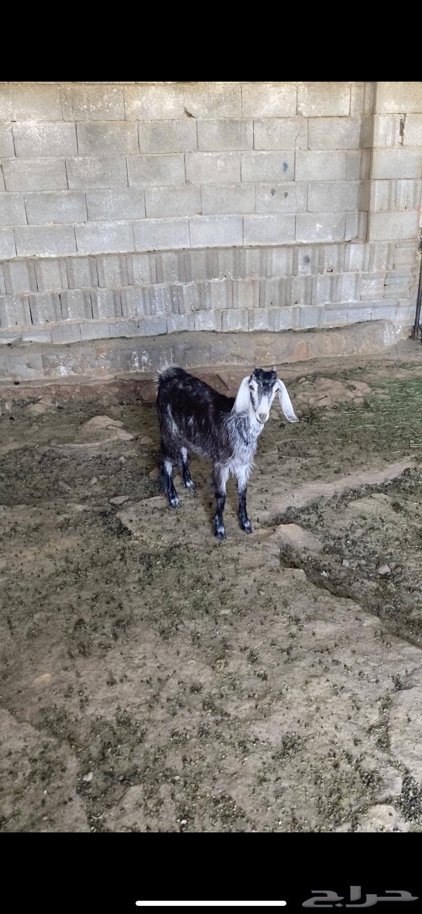 جفره عارضيه طيبه64585010353409110