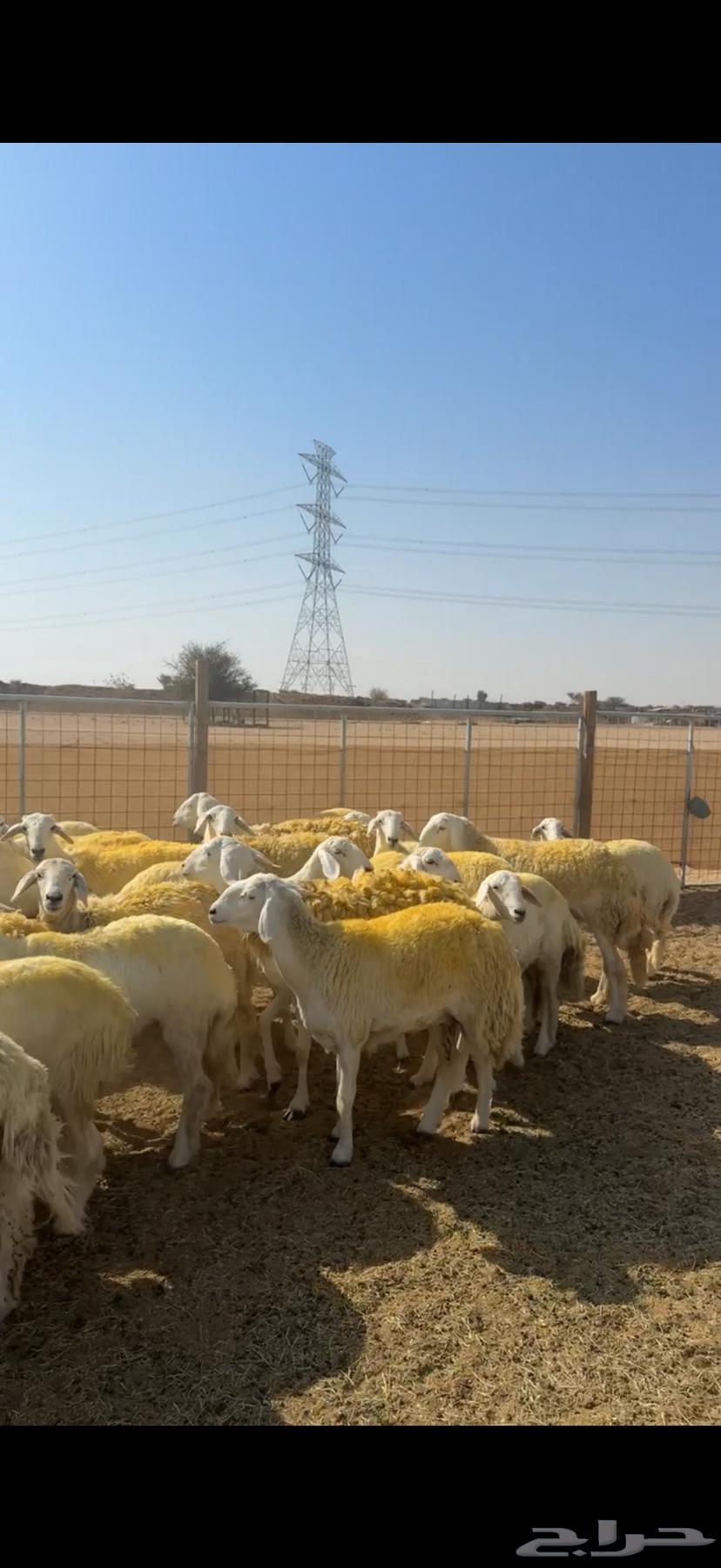 رخال حرش صنف64581690659585112