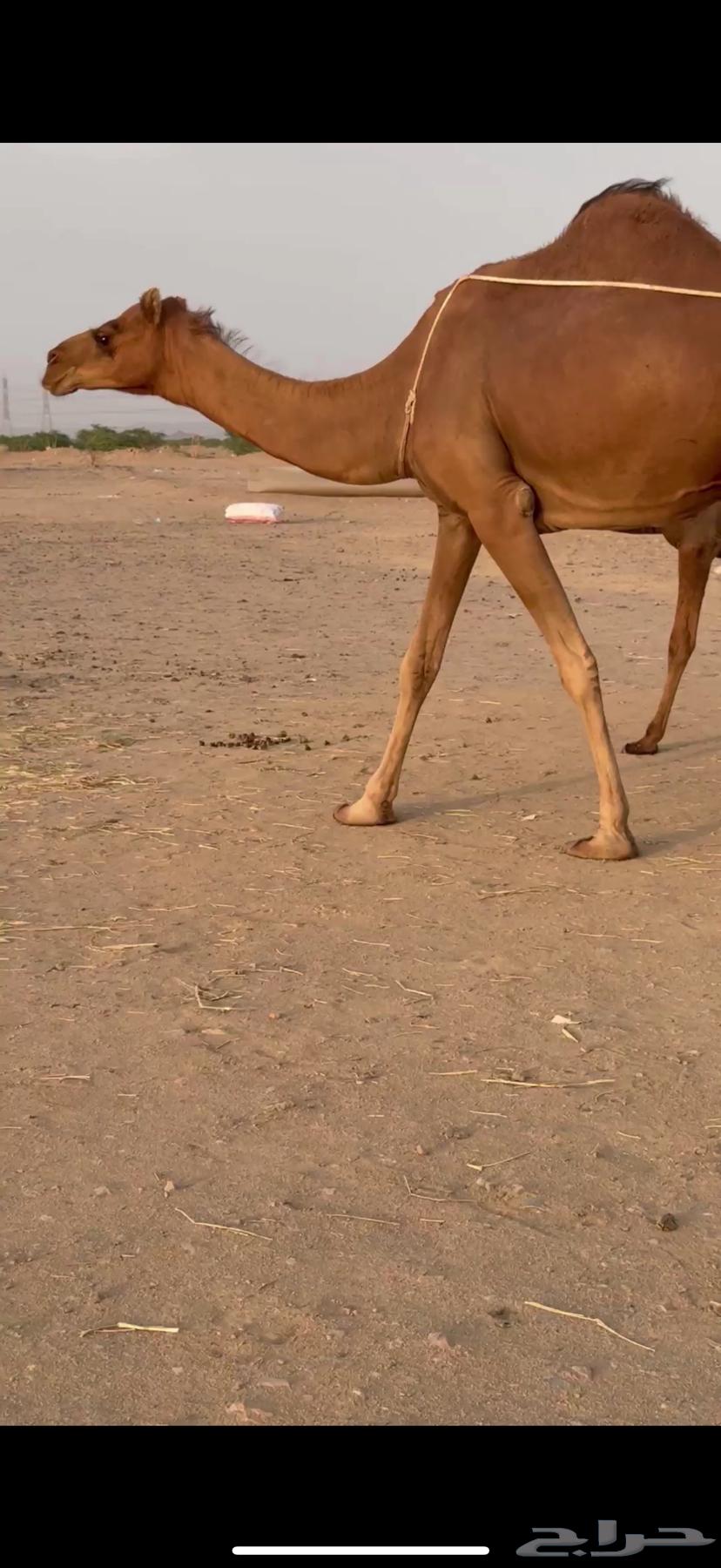 خلفه ثنو ساحليه مشروطه64582581218563114