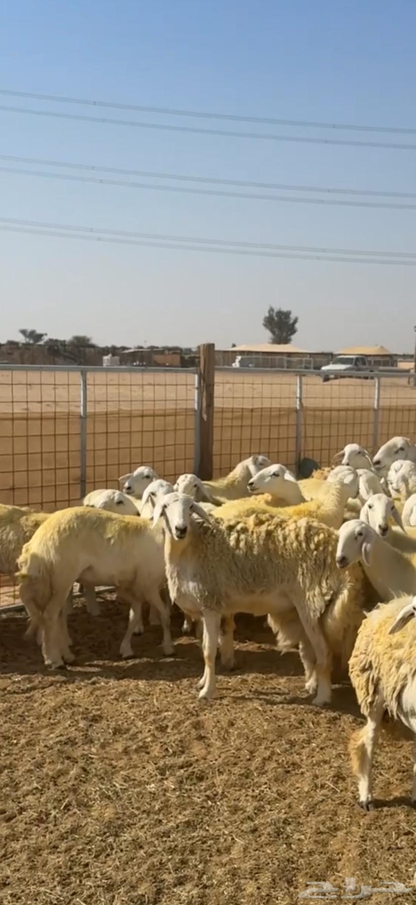 رخال حرش صنف64581690659585113