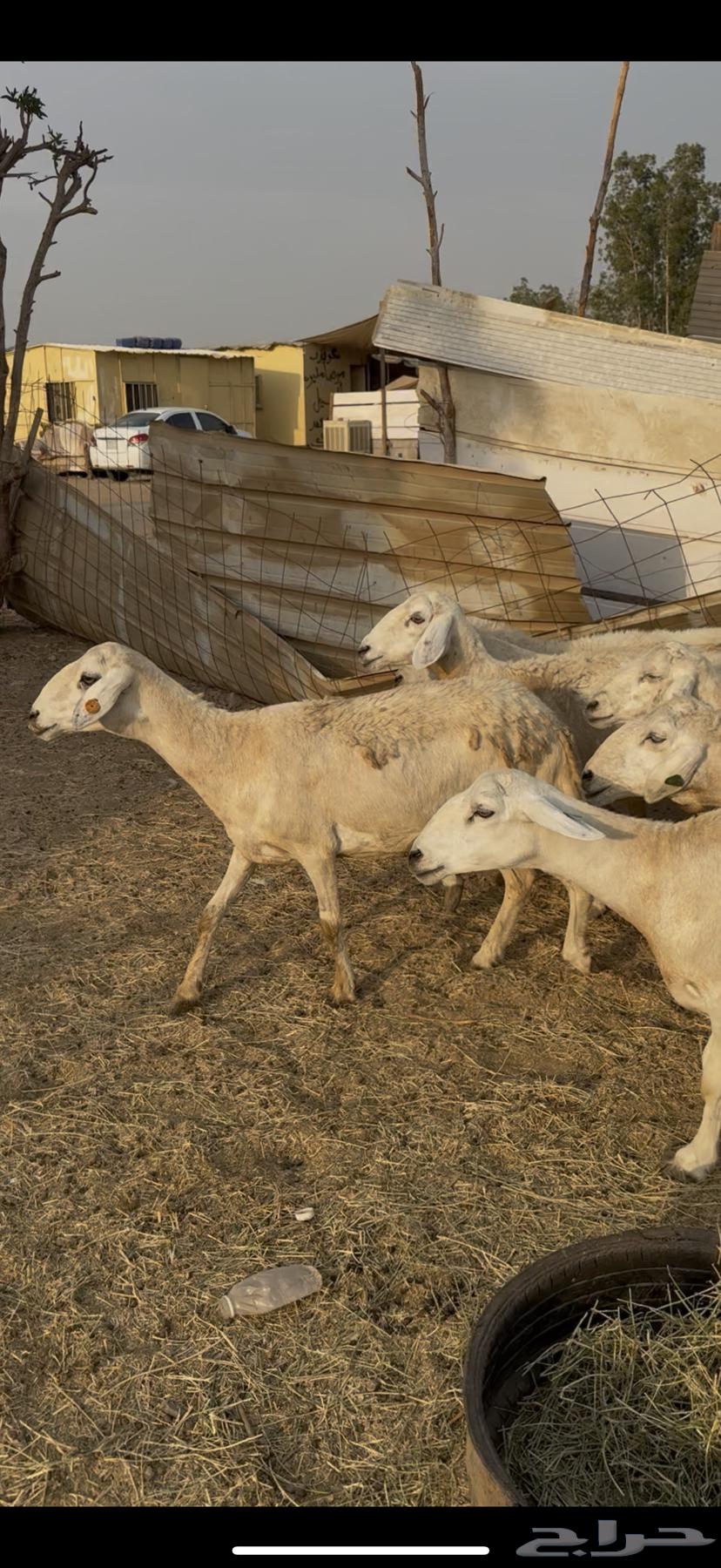 15 ضان حرش دفع مراح واحد ضان كفووو ع 780 (( تم البيع ))64585732838531114