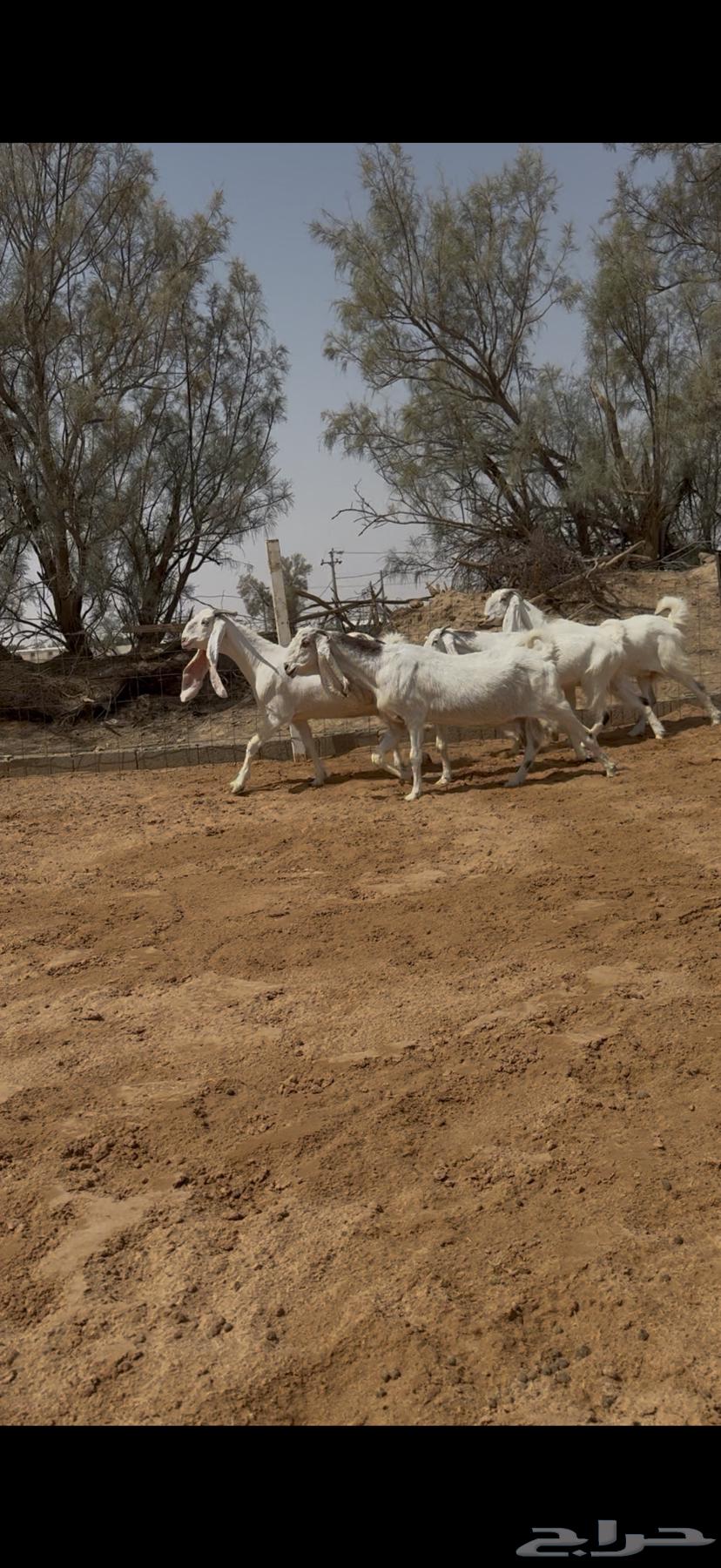Goat breeders, discounted and guaranteed condition.64582692866433113