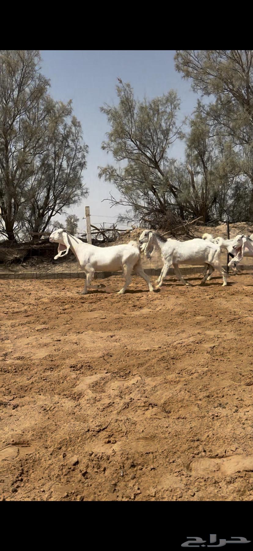 Goat breeders, discounted and guaranteed condition.64582692866433111