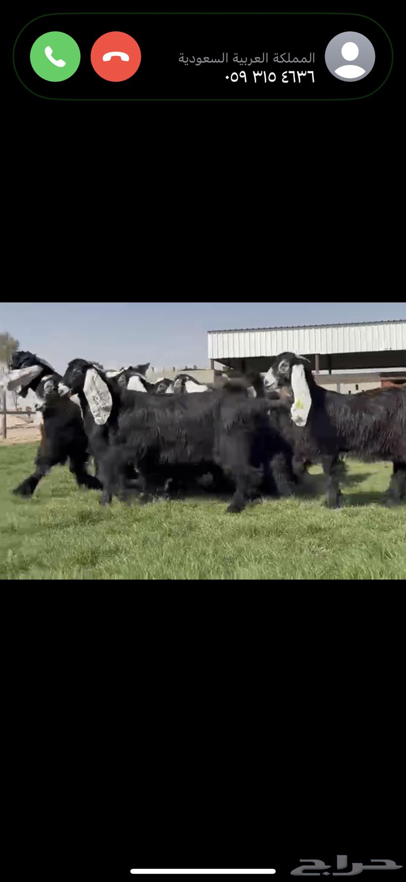 جذعات عوارض صنف فاخره64586824445953112