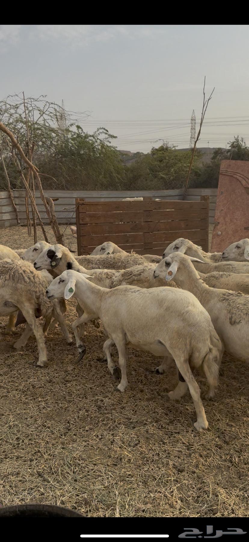 15 ضان حرش دفع مراح واحد ضان كفووو ع 780 (( تم البيع ))64585732838531110