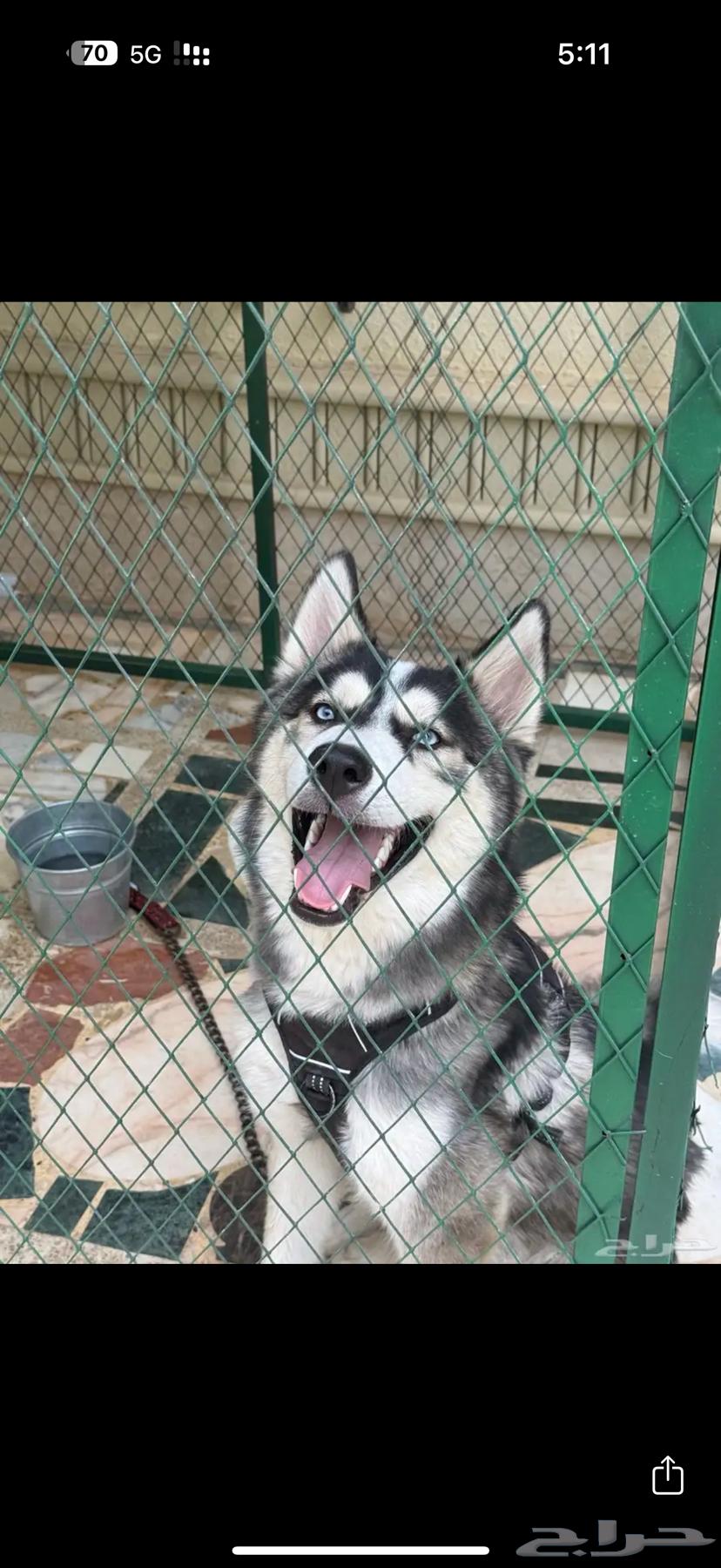 هاسكي بيع مستعجل64584645575170110