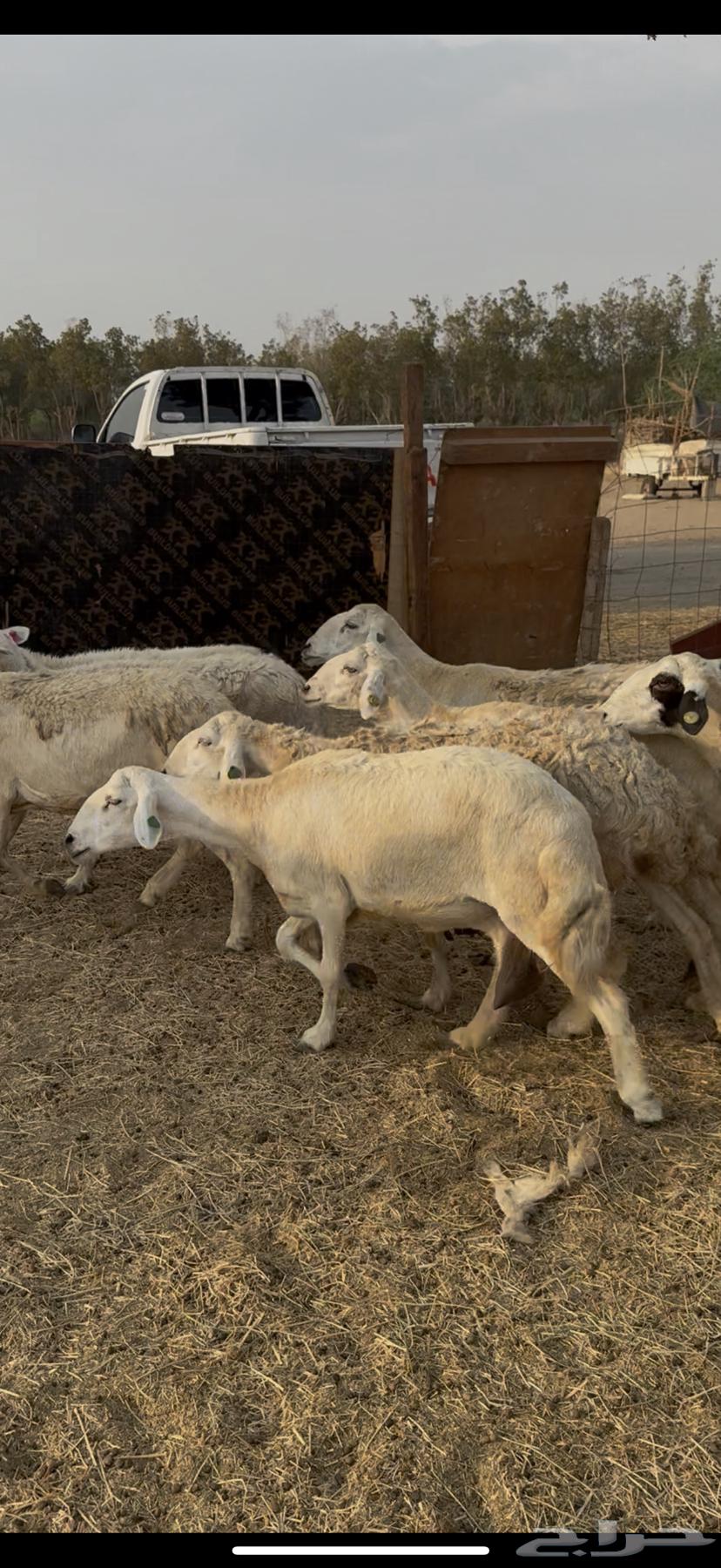 15 ضان حرش دفع مراح واحد ضان كفووو ع 780 (( تم البيع ))64585732838531112