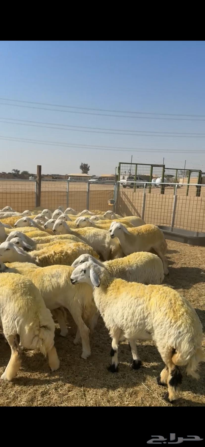 رخال حرش صنف64581690659585110