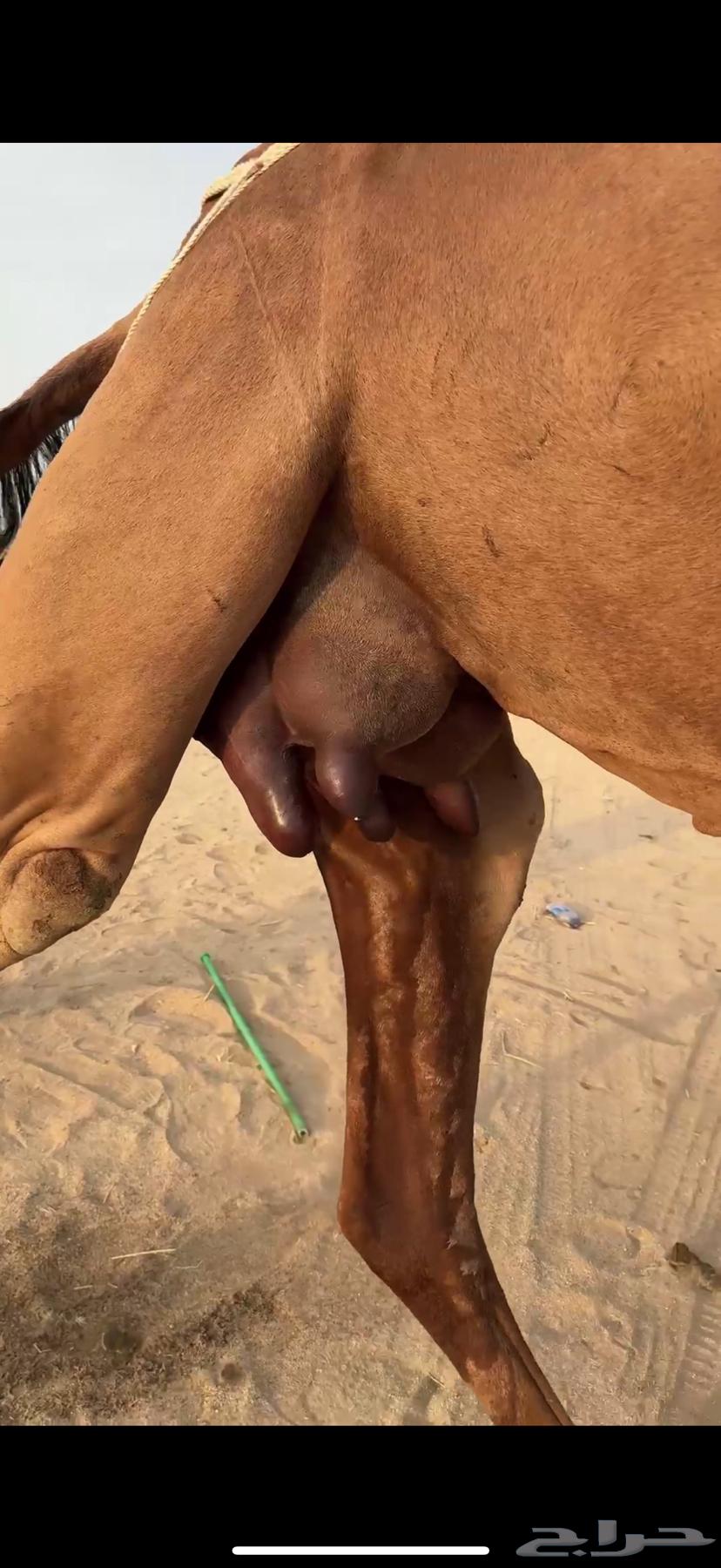 خلفه ثنو ساحليه مشروطه64582581218563110