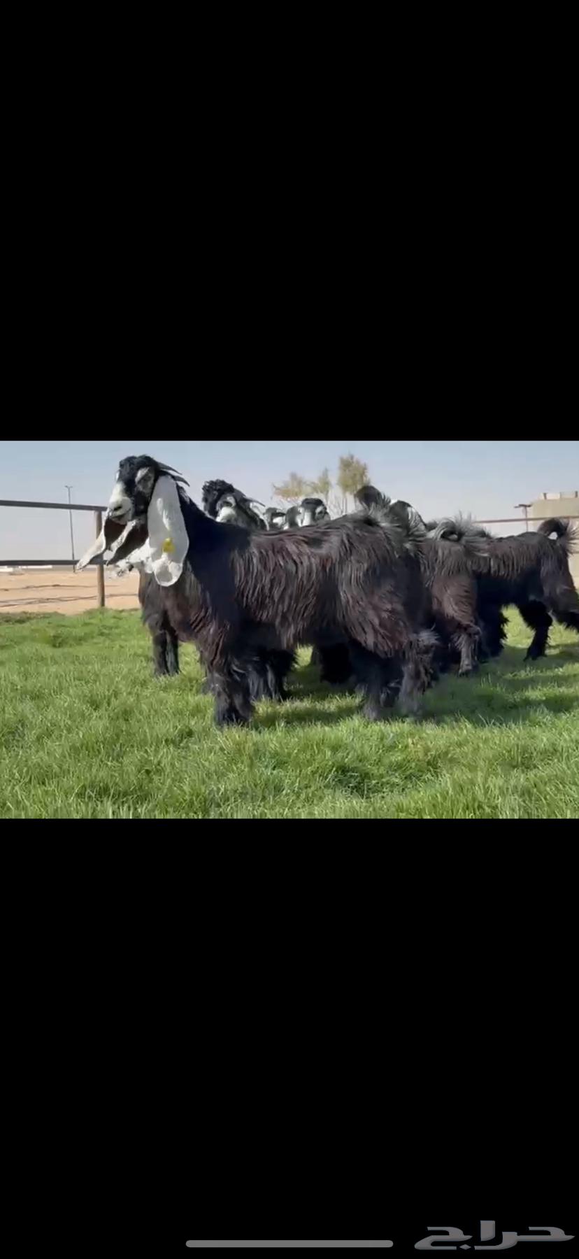 جذعات عوارض صنف فاخره64586824445953110