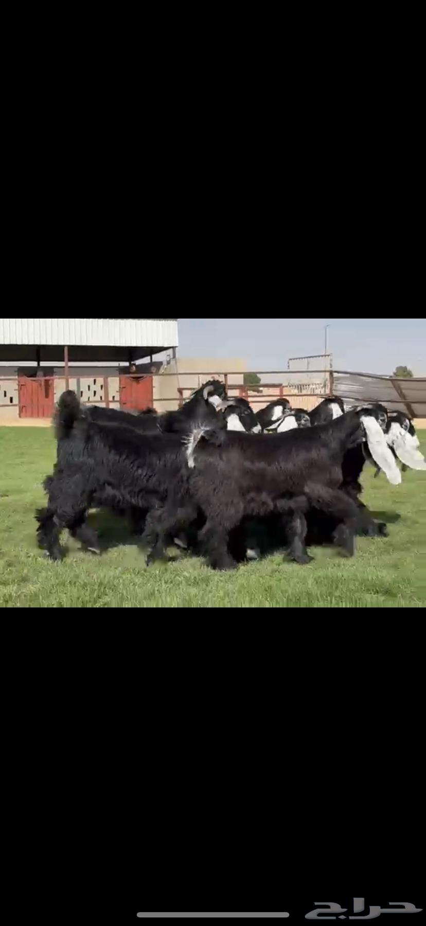 جذعات عوارض صنف فاخره64586824445953114