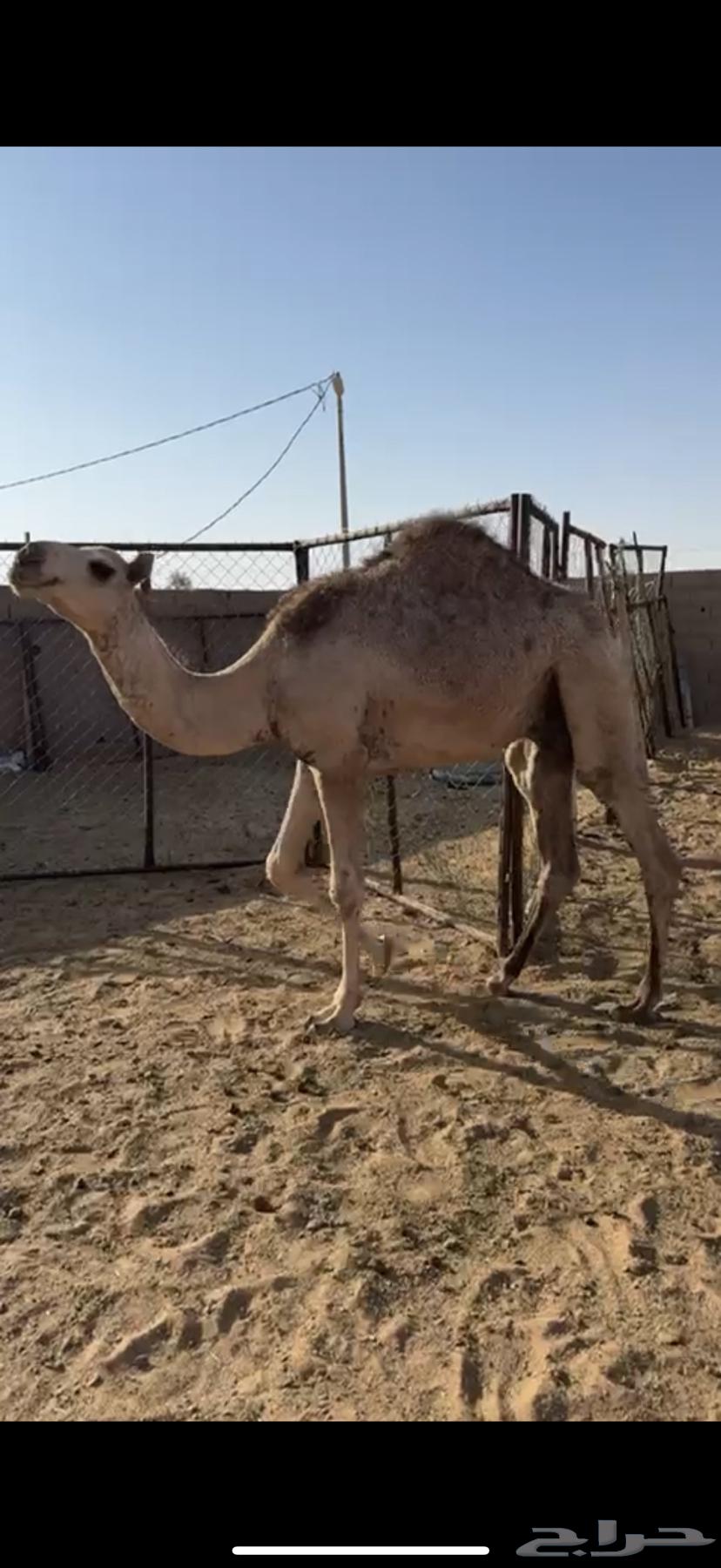 قعود للبيع64581169235969110