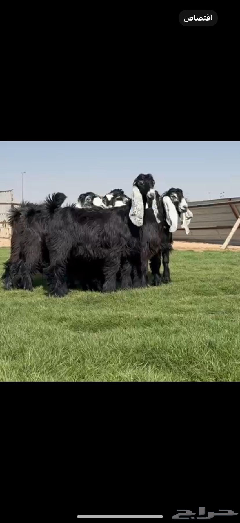 جذعات عوارض صنف فاخره64586824445953113