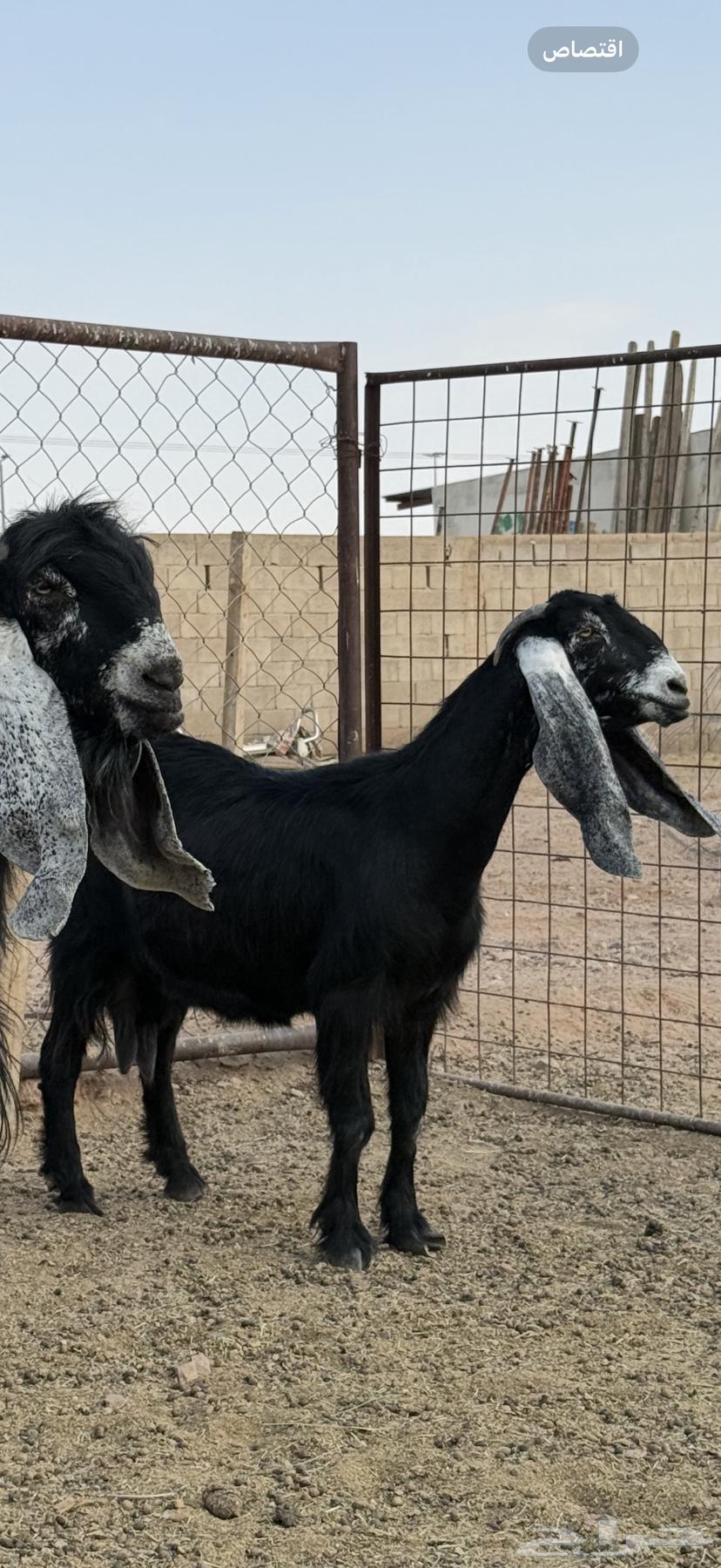 للبيع عنز عارضيه صنففف64584220662529110