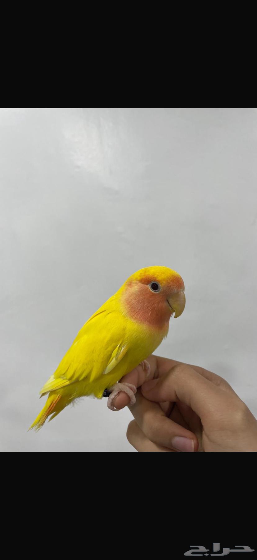 للبيع روز العدد1 اليف ويركب ع اليد الجنس ذكر السعر 25064586886746627111