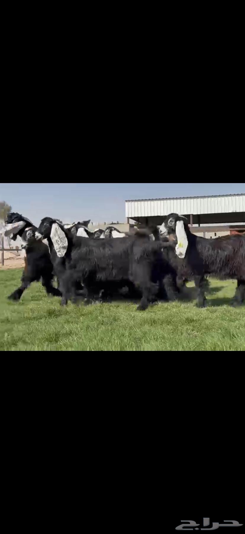 جذعات عوارض صنف فاخره64586824445953111