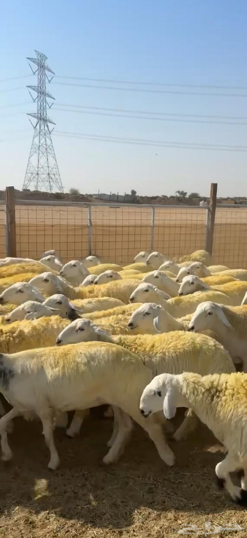 رخال حرش صنف64581690659585114