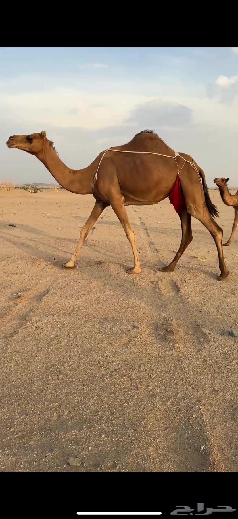 خلفه ثنو ساحليه مشروطه64582581218563111