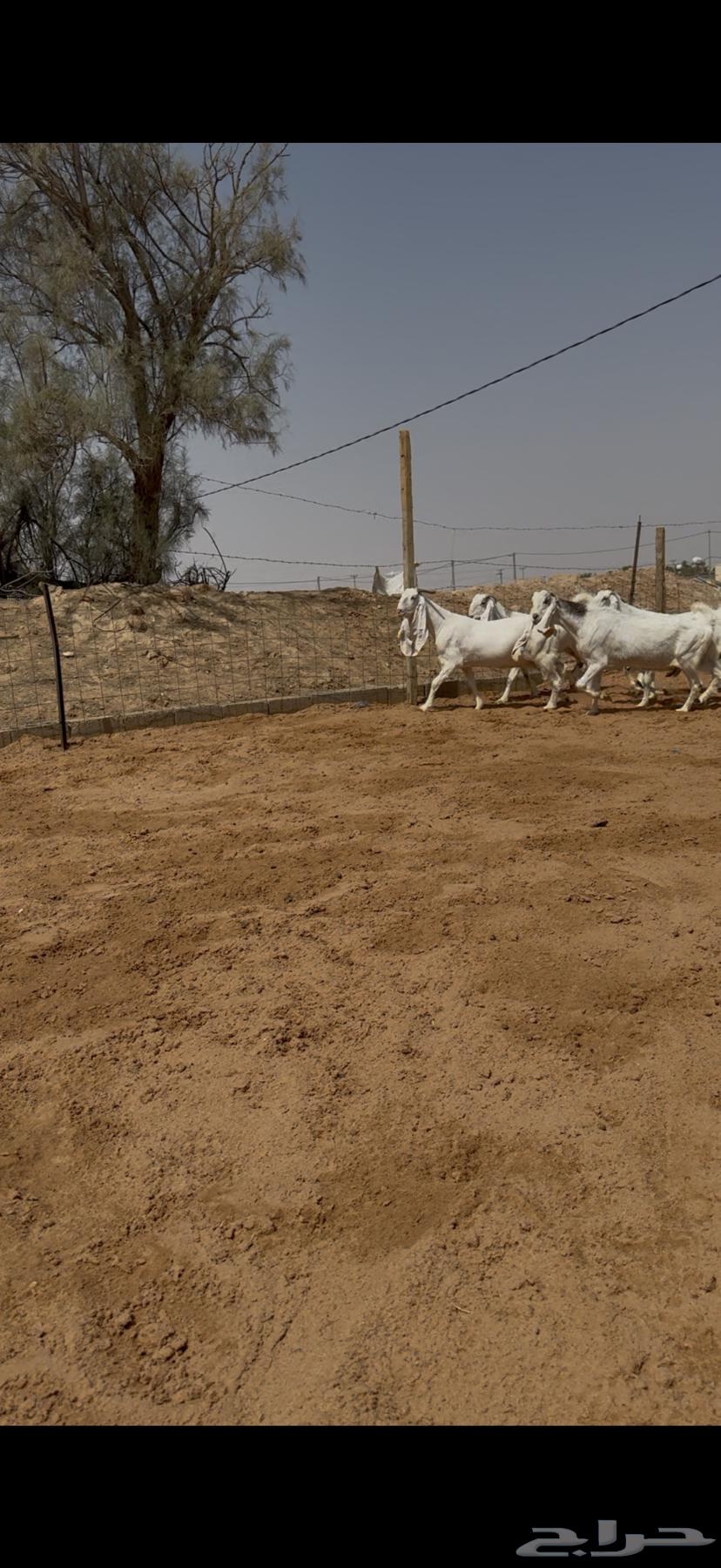 Goat breeders, discounted and guaranteed condition.64582692866433110