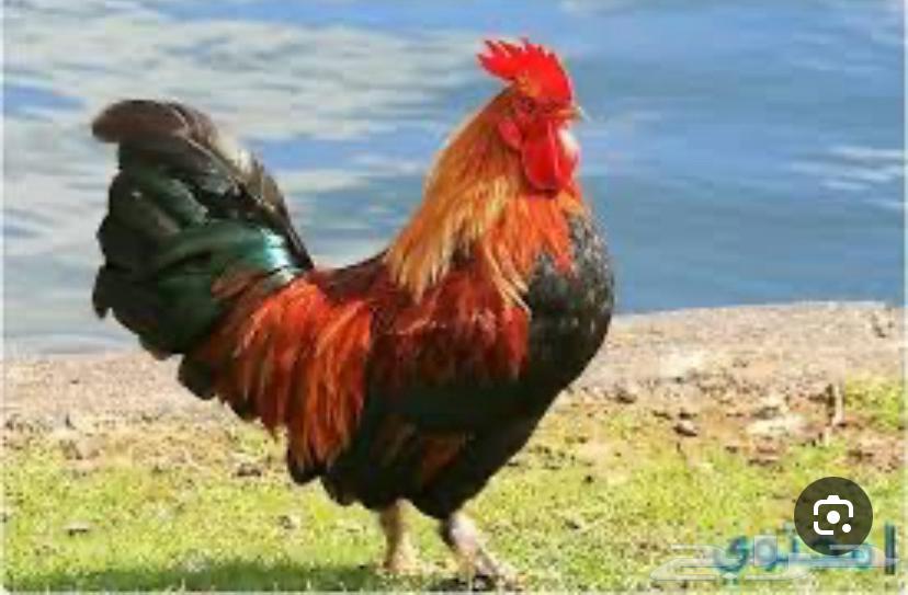 مطلوب ديوك عدد مفتوح64582645251201110