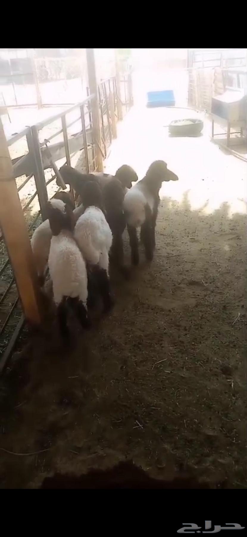 لبيع دوغير أعمارها من شهر الي شهرين64581979878275110