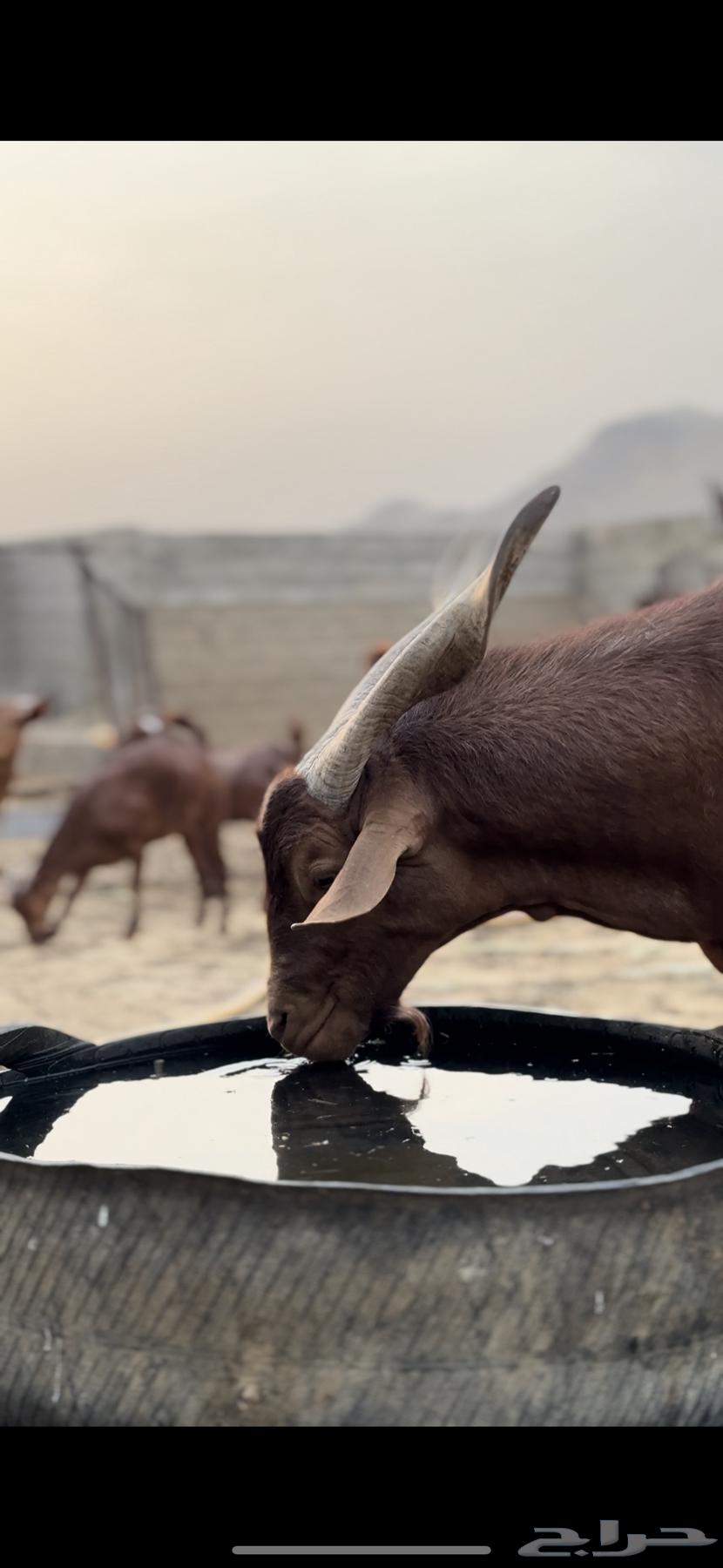 End your admiration with the remembrance of Allah, I present to you a purebred, hot, conditioned male goat aged six years64585509238018112