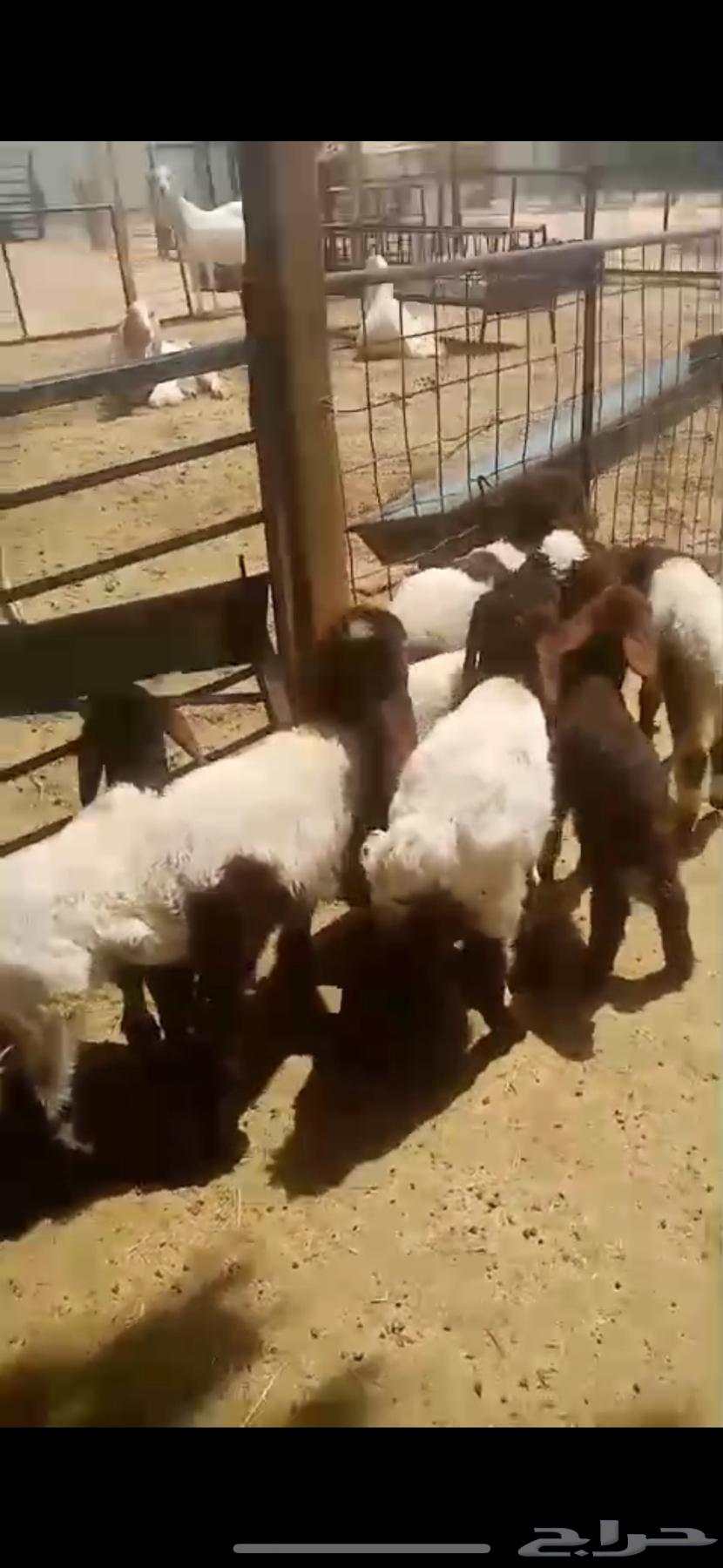 لبيع دوغير أعمارها من شهر الي شهرين64581979878275112