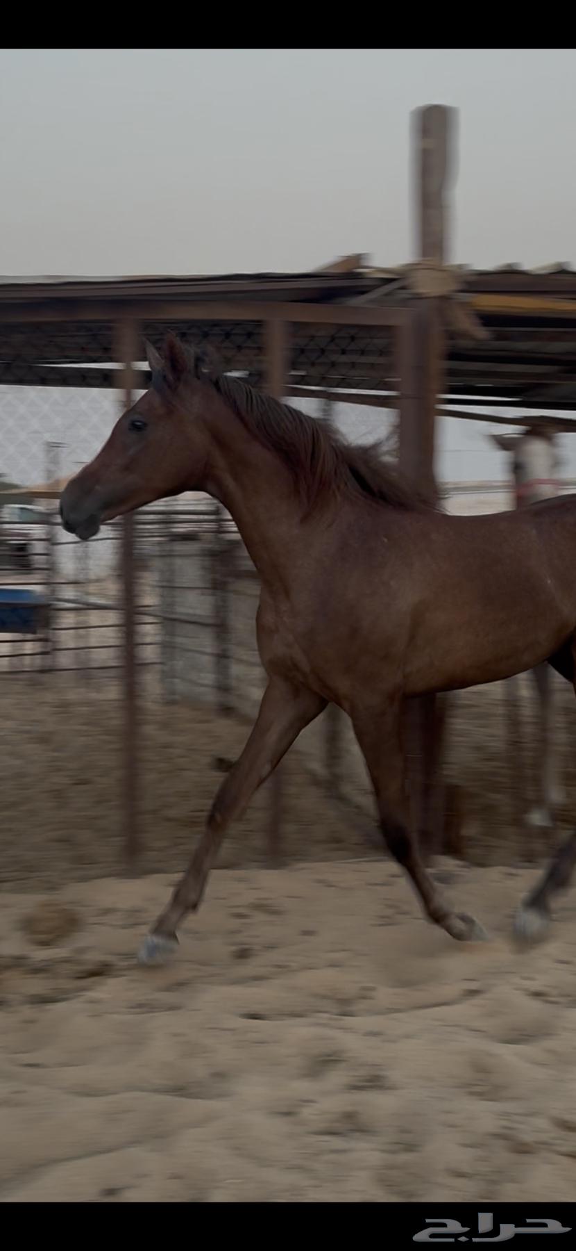 مهره شعبية للبيع64585992672001110