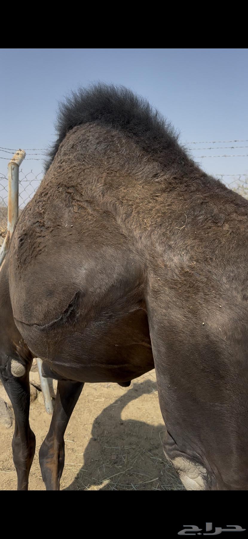 Unwound spool64586251651074110