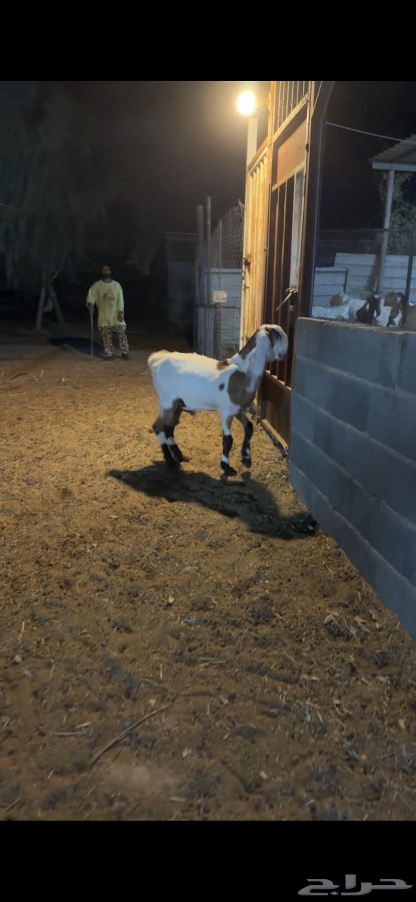 تيس مخصي (تم البيع)64583625745283110