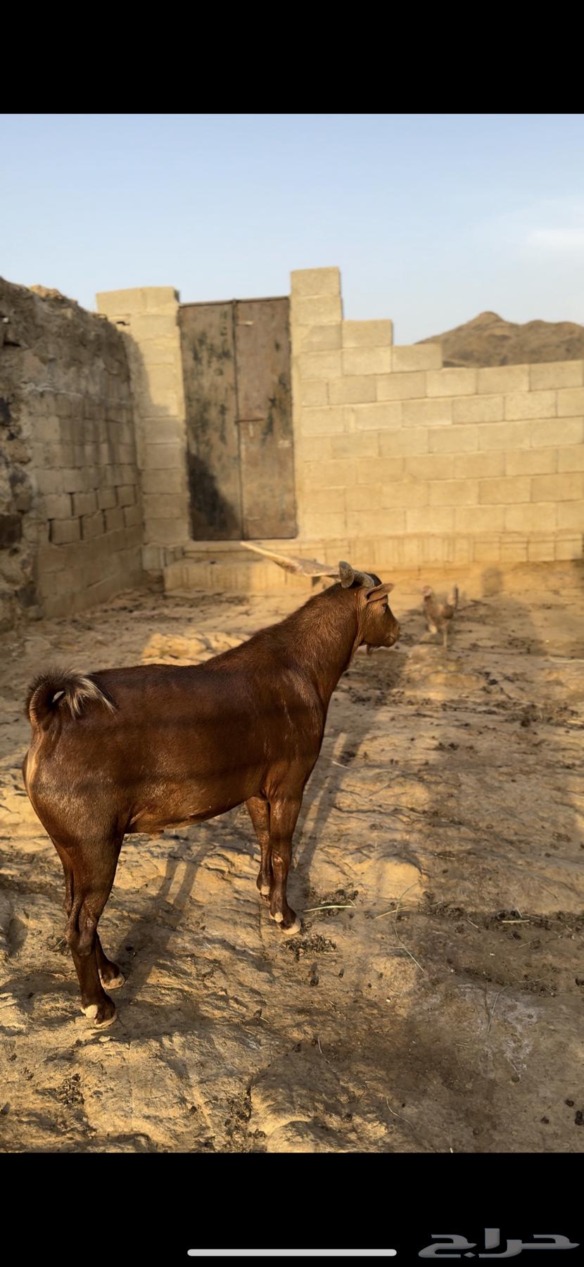 End your admiration with the remembrance of Allah, I present to you a purebred, hot, conditioned male goat aged six years64585509238018111