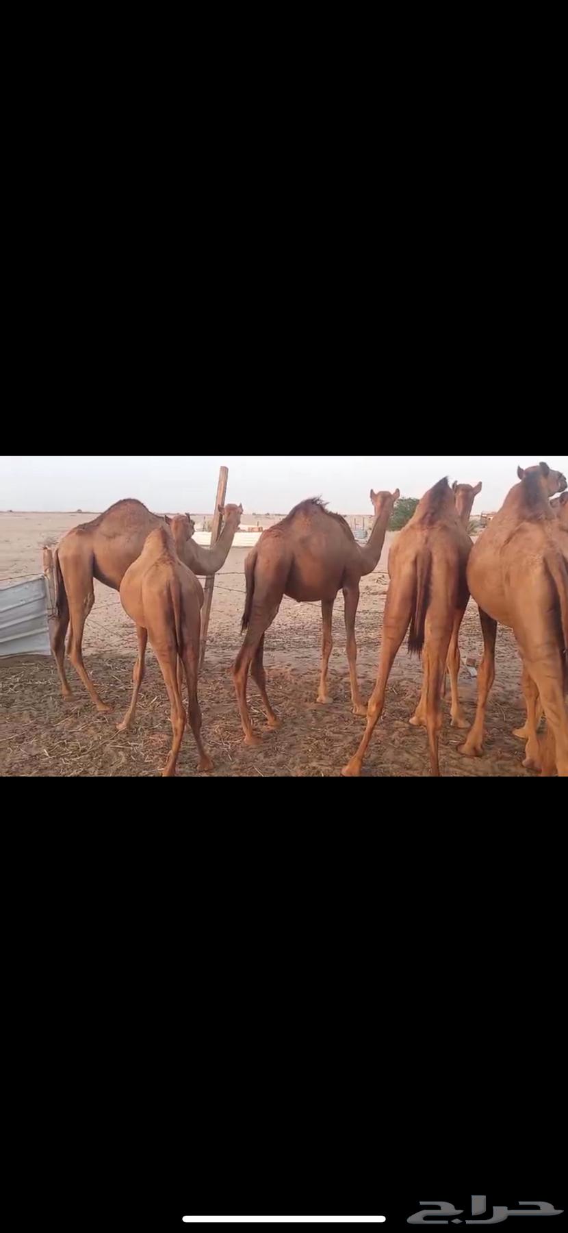 حواشي وبكرات للبيع64583654035843114