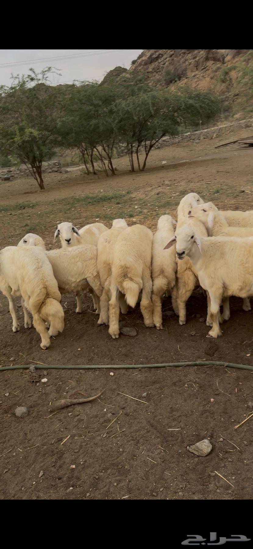 خرفان او طليان حريات جبره 15 ( تم البيع)64586326745217111