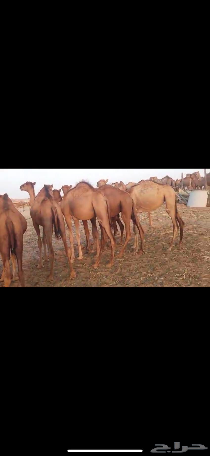 حواشي وبكرات للبيع64583654035843112