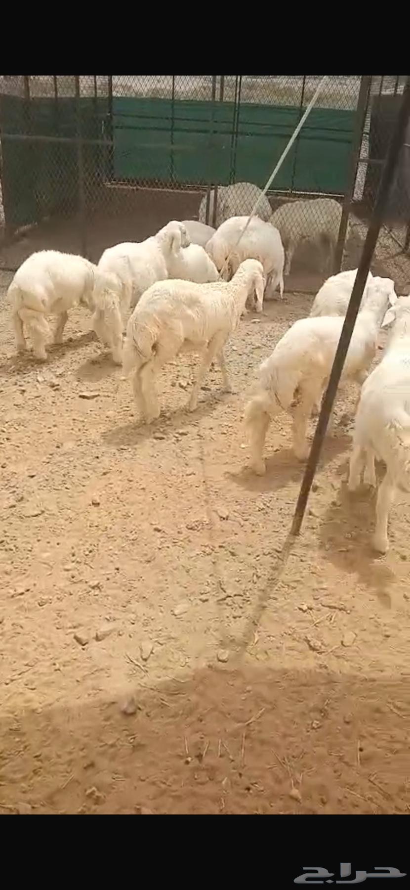 بهم تربيه للبيع ( يوجد اقساط )64582270481282110