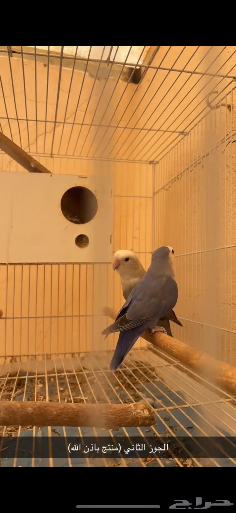 اجواز طيور روز منتجه64582924163329113