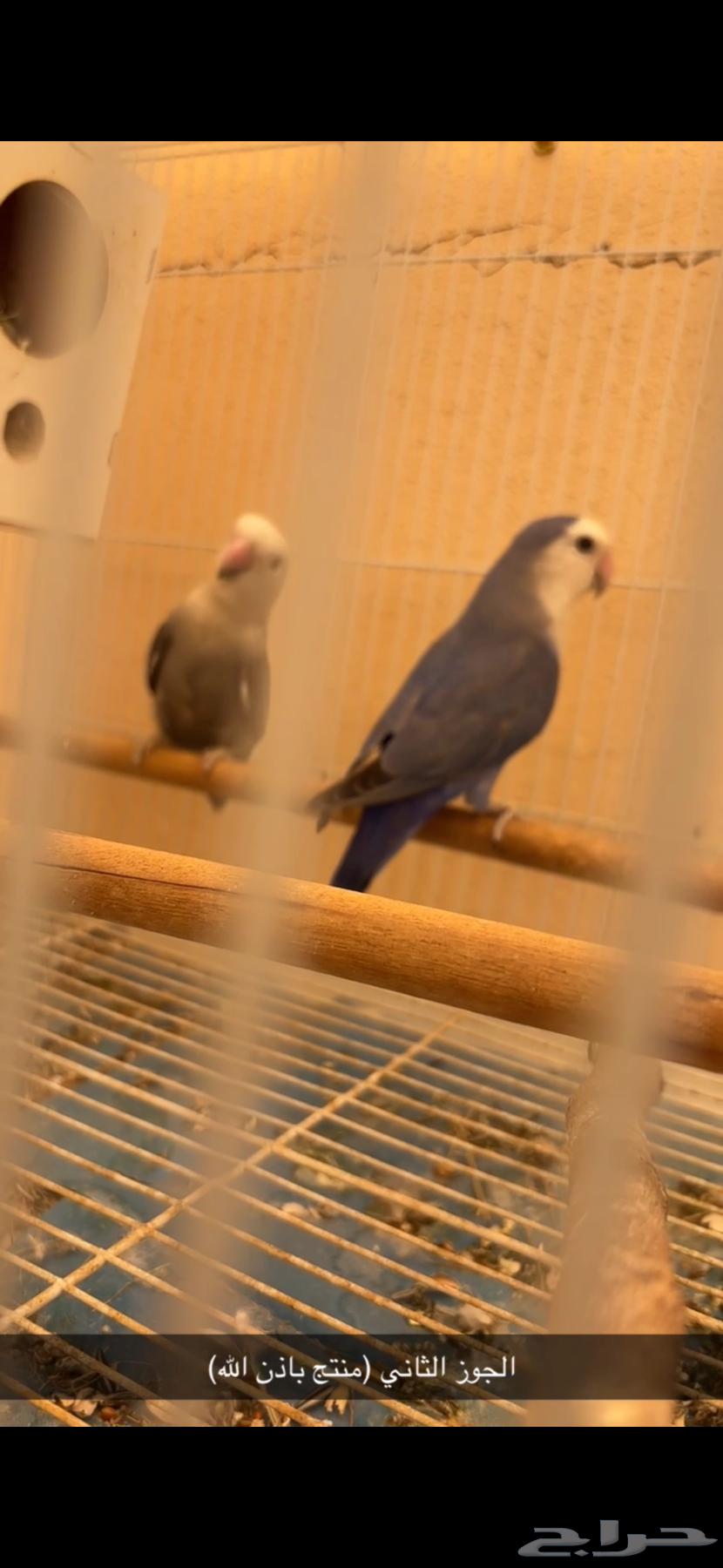 اجواز طيور روز منتجه64582924163329114