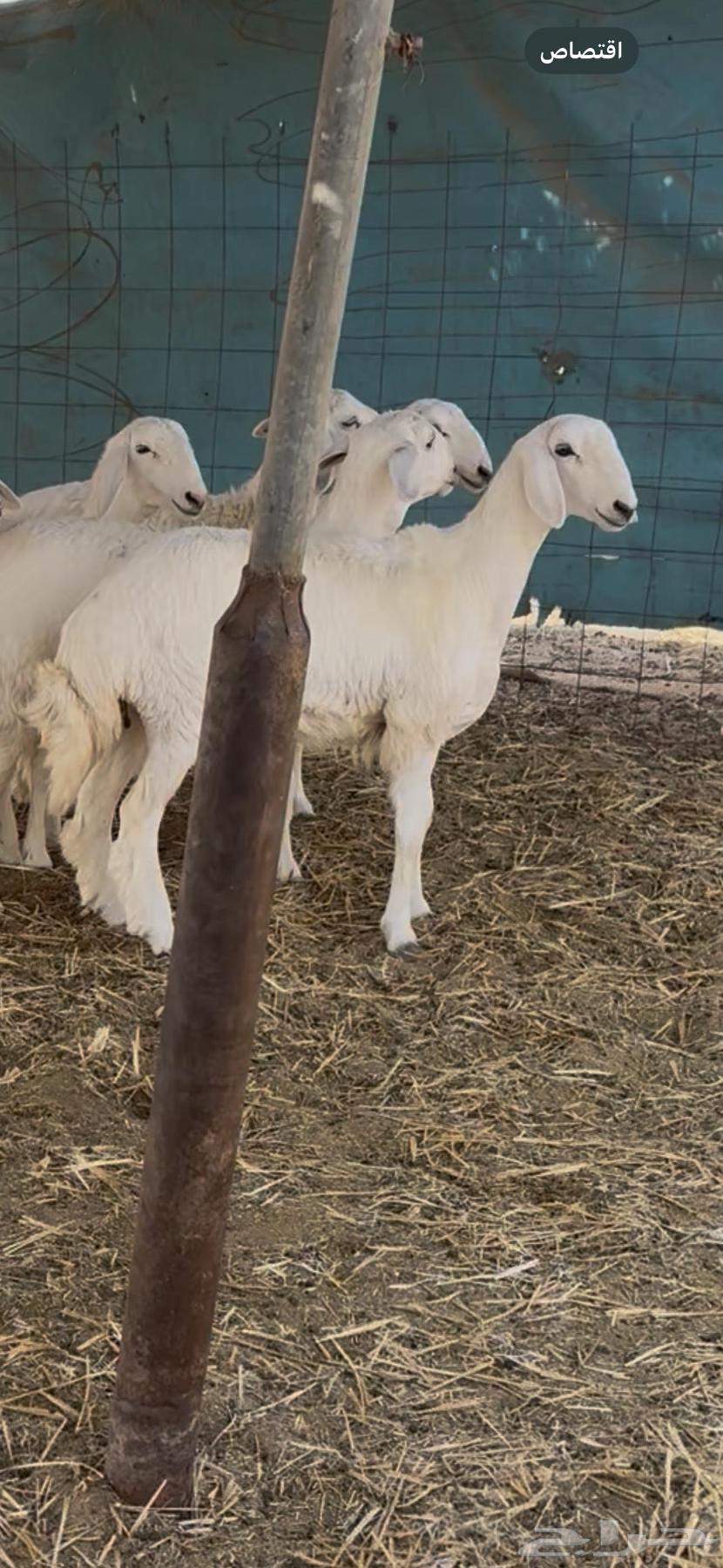 Sheep Class (Sold)64582503518081113