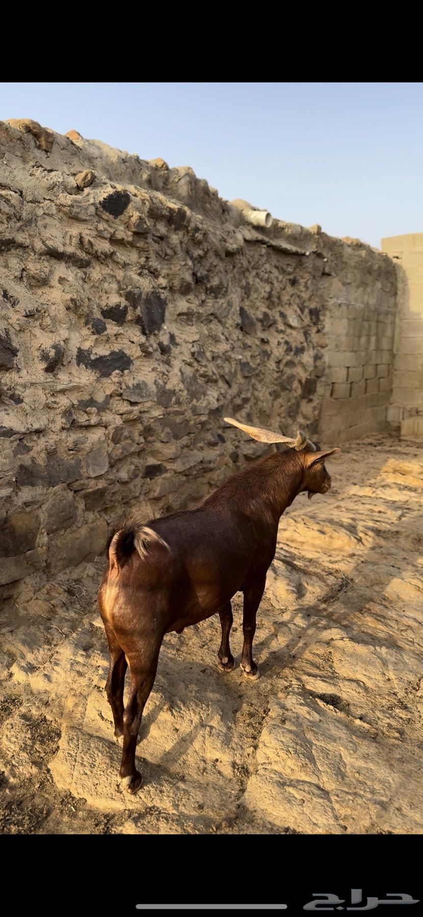 End your admiration with the remembrance of Allah, I present to you a purebred, hot, conditioned male goat aged six years64585509238018110