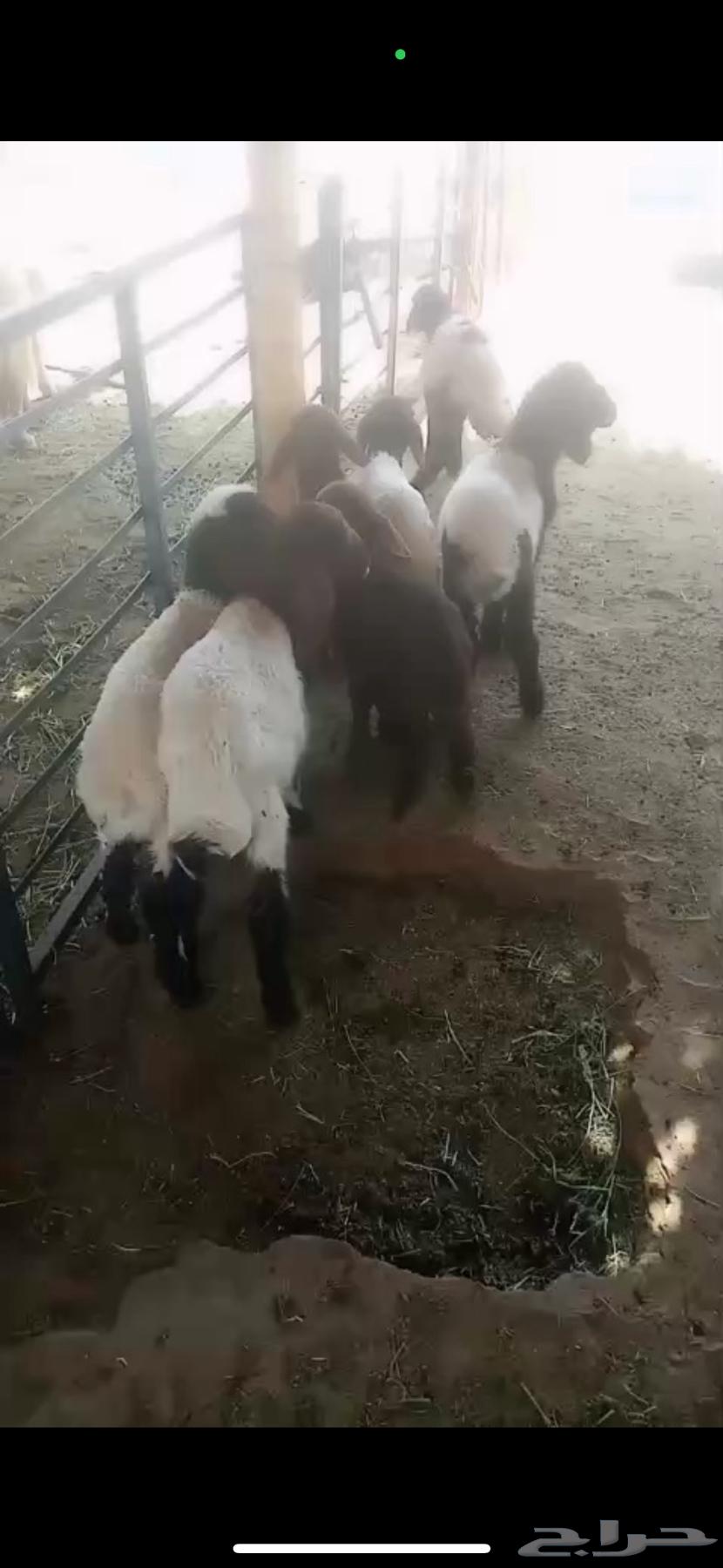 لبيع دوغير أعمارها من شهر الي شهرين64581979878275113