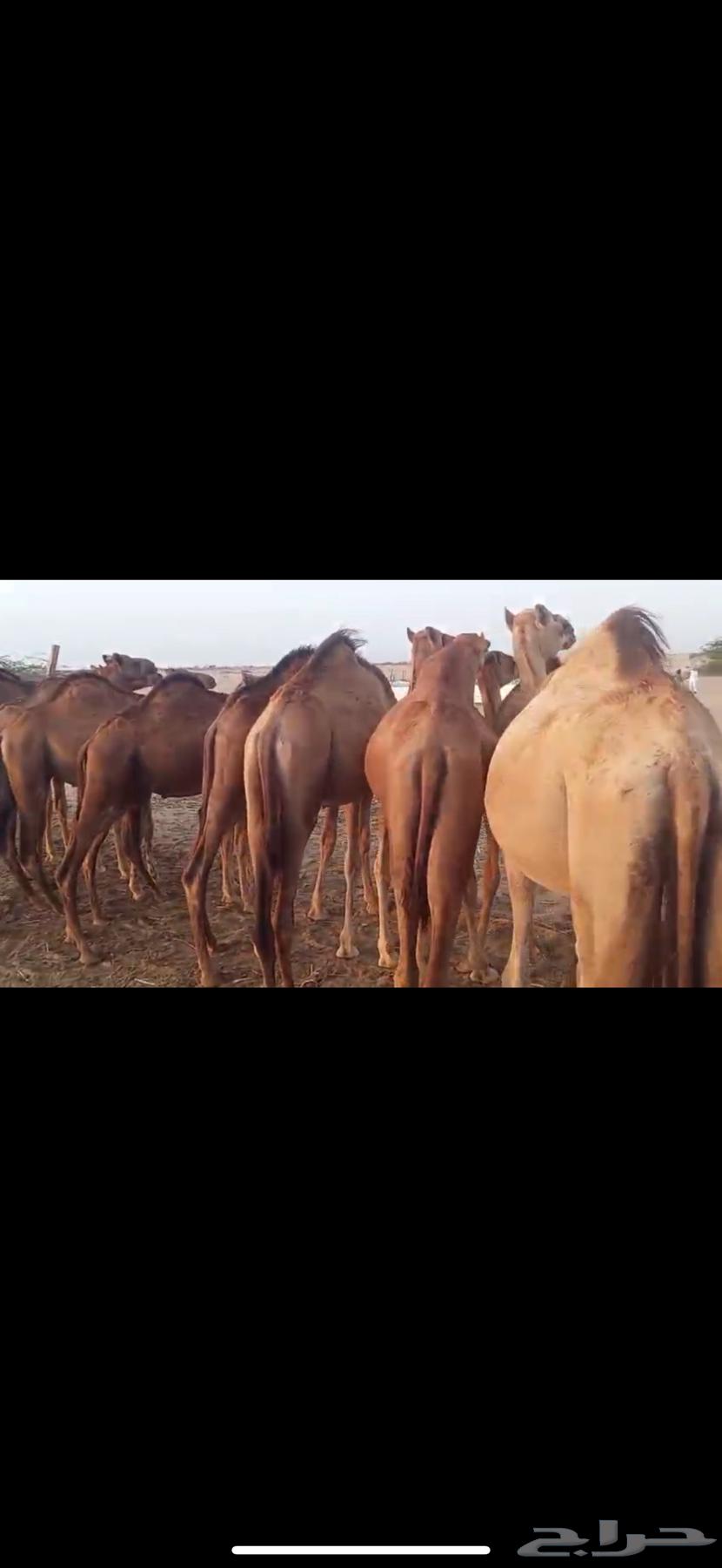 حواشي وبكرات للبيع64583654035843111