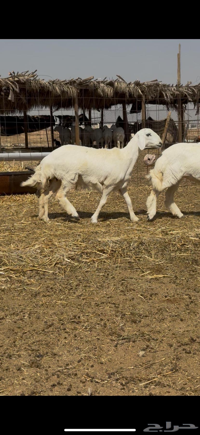 Sheep Class (Sold)64582503518081114