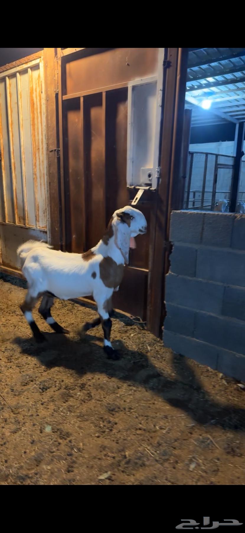 تيس مخصي (تم البيع)64583625745283111