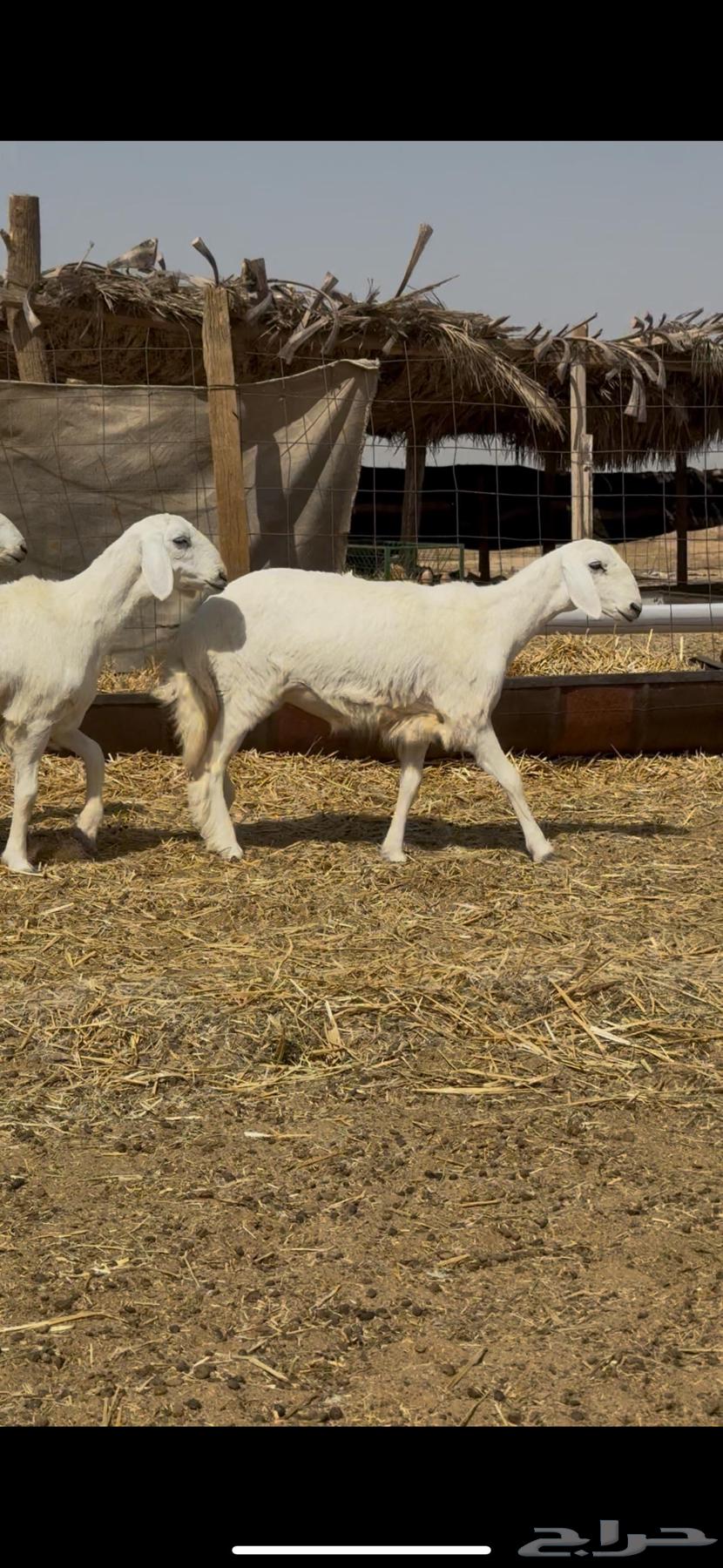 Sheep Class (Sold)64582503518081111