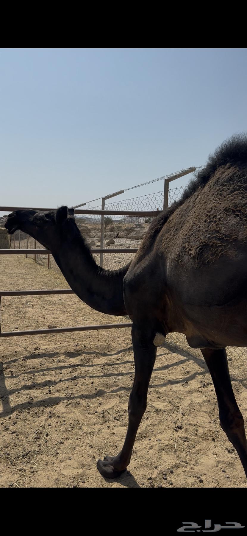 Unwound spool64586251651074111