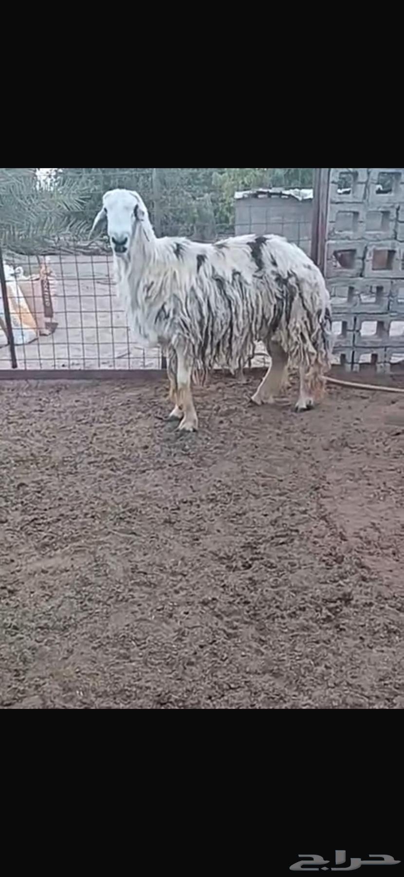 Al Ajami Najdi Stallion, Conditioned, Al Majma'ah Location64584503887361110